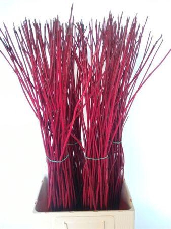 <h4>Cornus Alba Sibirica</h4>