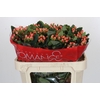 Hypericum Mellow Romance Spray