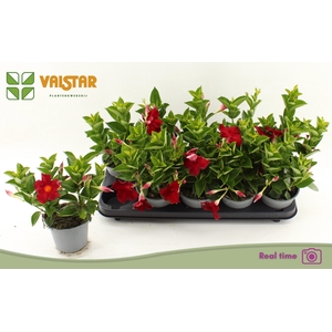 MANDE BRAS BRILL RED