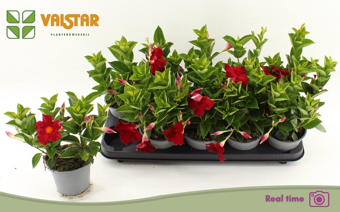 <h4>MANDE BRAS BRILL RED</h4>