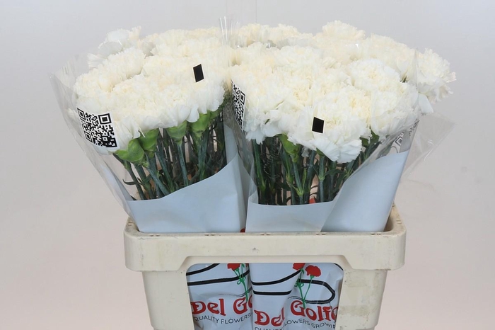 <h4>Dianthus St Holly</h4>