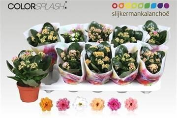 <h4>KAL GE GEM 6 KL</h4>