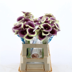 Calla Ranomi