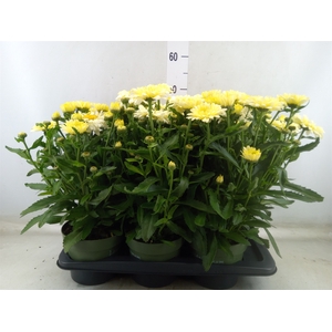 Leucanthemum sup. 'Banana Cream'
