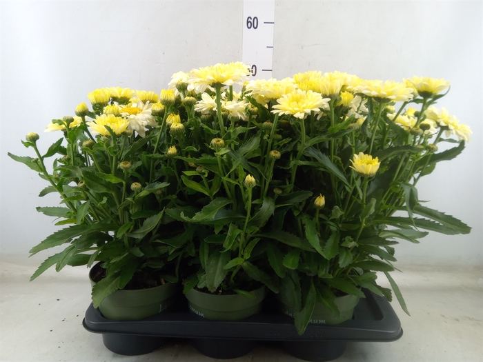 <h4>Leucanthemum sup. 'Banana Cream'</h4>