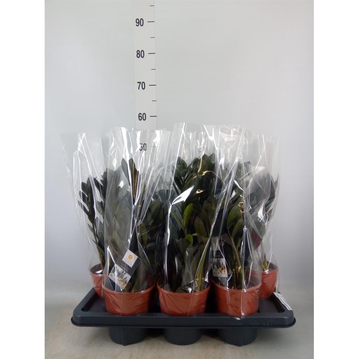 <h4>Zamioculcas zamiifolia 'Dowon'</h4>