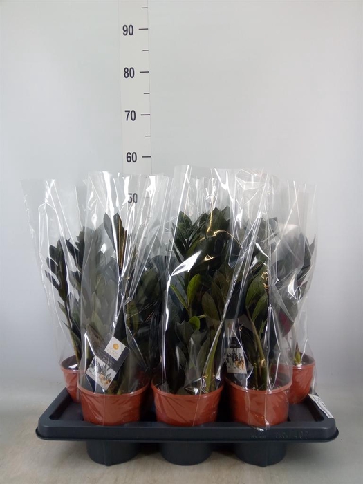 <h4>Zamioculcas zamiifolia 'Dowon'</h4>