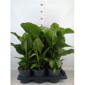 Dieffenbachia  'Memoria Corsii'