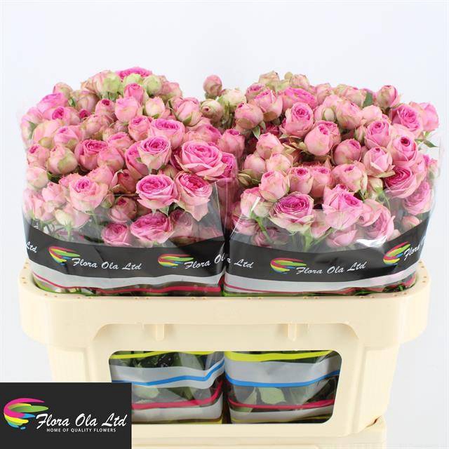 <h4>R Tr Super Sensation Flora Ola</h4>