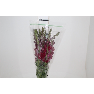 BOCA DE LEAO MONACO RED 080 CM