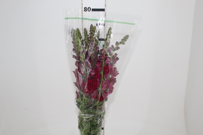 BOCA DE LEAO MONACO RED 080 CM