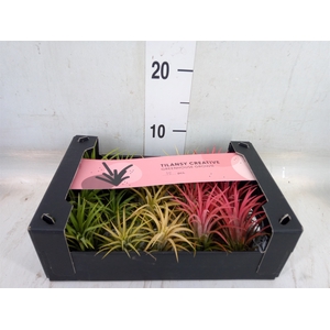 Tillandsia ionantha