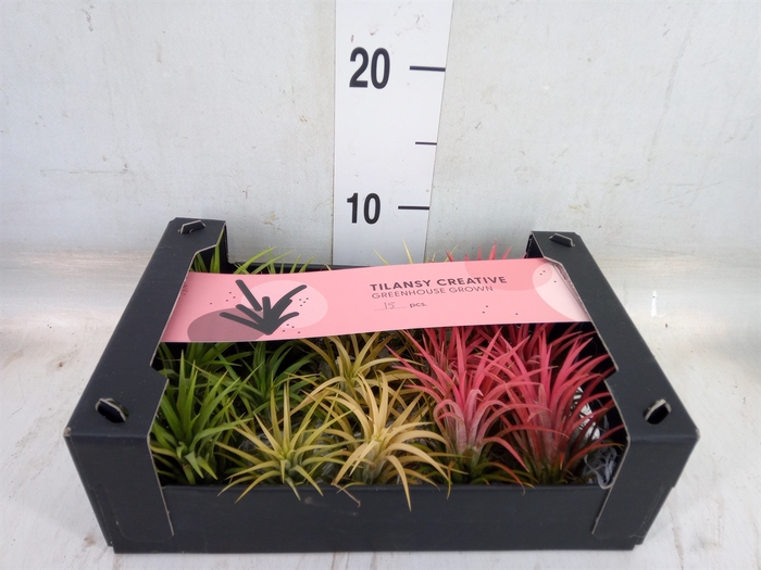<h4>Tillandsia ionantha</h4>