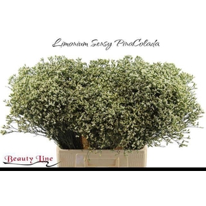 LIM SIN SEN P COLADA