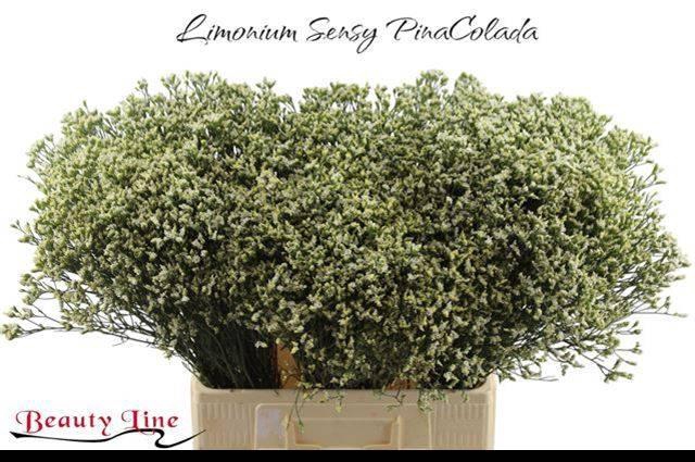 <h4>LIM SIN SEN P COLADA</h4>