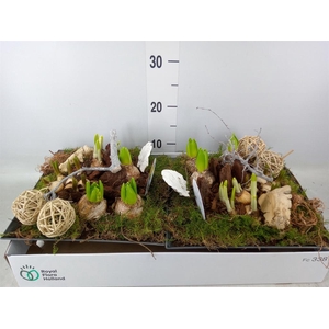 Arr.   Bol/Knolgewas L%