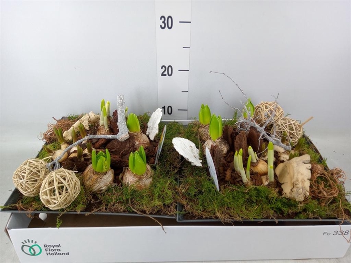 <h4>Arr. Bol/Knolgewas L%</h4>