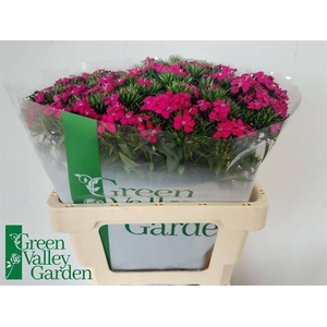 Di Barbatus Neon Cherry Green Valley