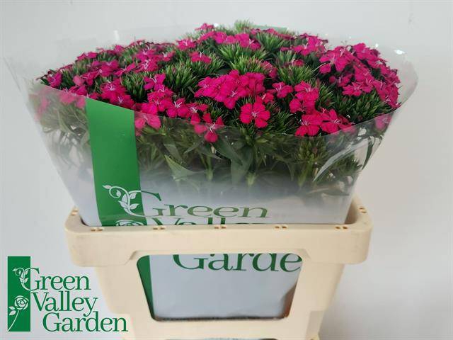 <h4>Di Barbatus Neon Cherry Green Valley</h4>