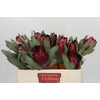 Protea Barbigera Ruby Princess