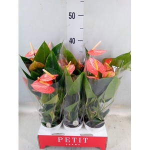 Anthurium andr. 'Orange Champion'