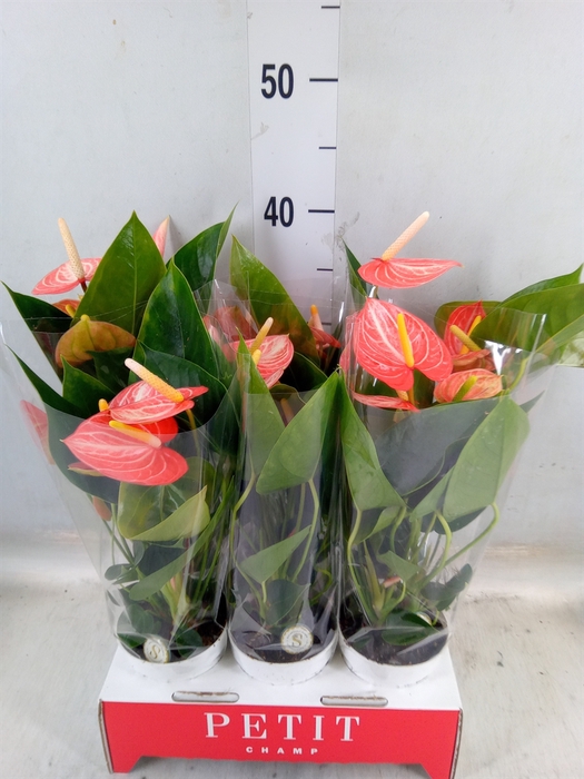 <h4>Anthurium andr. 'Orange Champion'</h4>