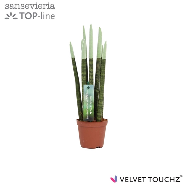 <h4>Sansevieria VELVET TOUCHZ® Pastel Groen</h4>