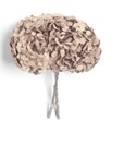 <h4>Hydrangea hazelnut</h4>
