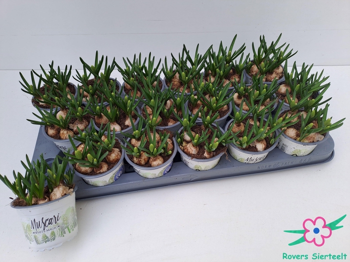 <h4>MUSCAR WHITE MAGIC</h4>