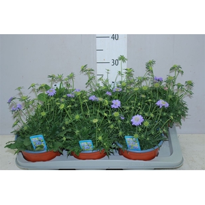 Scabiosa Japonica
