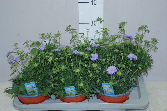 <h4>Scabiosa Japonica</h4>