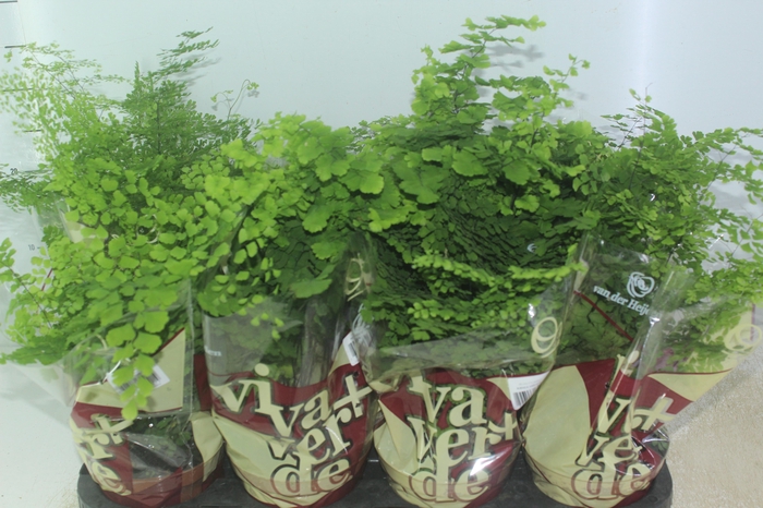 <h4>AVENCA VARIADA P15</h4>