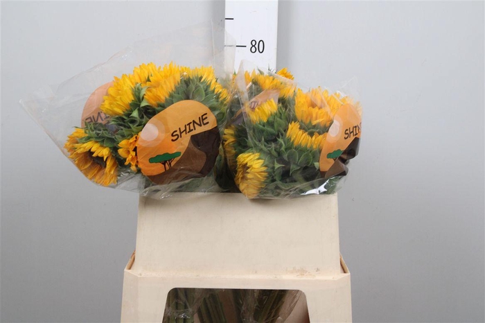 <h4>Heli Orange Fire</h4>