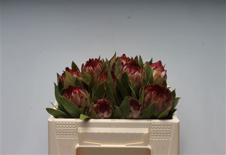 <h4>Protea Robijn</h4>