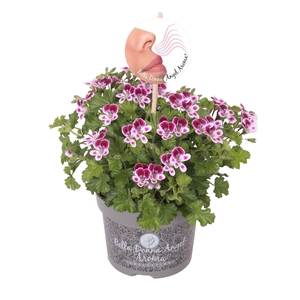 Pelargonium gran.   ..