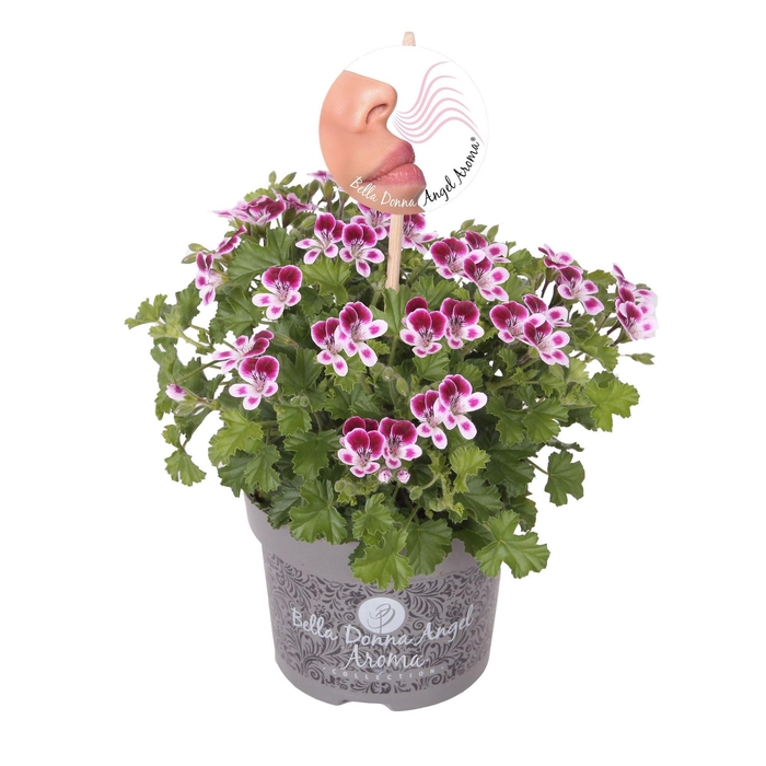 <h4>Pelargonium gran. ..</h4>