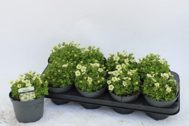 <h4>SAXIF AR ALP WHITE</h4>