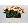 Paeonia Ann Cousins