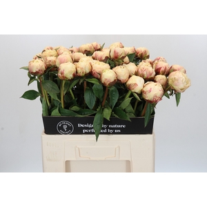 Paeonia Ann Cousins