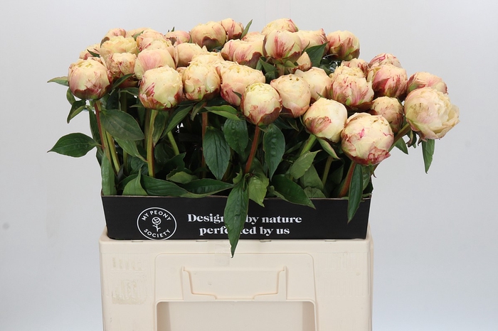 <h4>Paeonia Ann Cousins</h4>