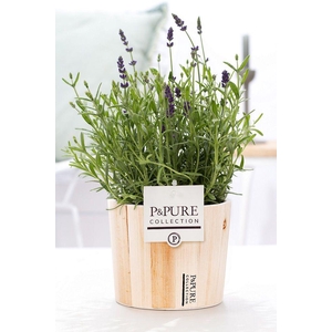 Lavandula Hidcote in P&PURE Wood pot