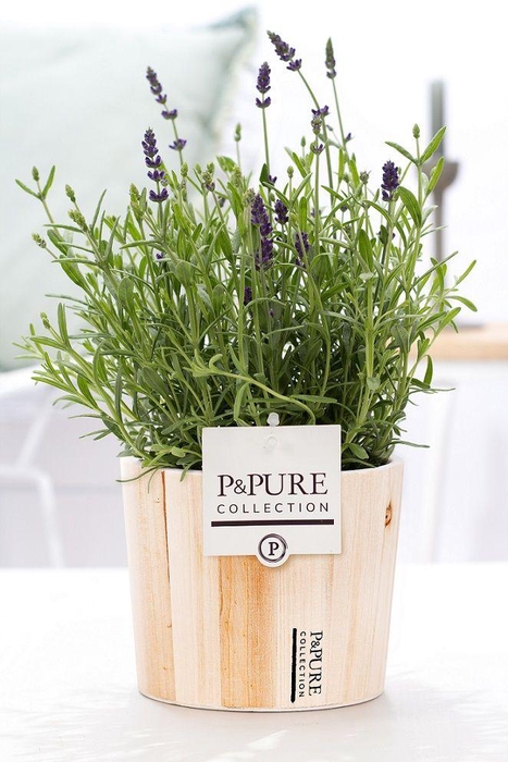 <h4>Lavandula Hidcote in P&PURE Wood pot</h4>