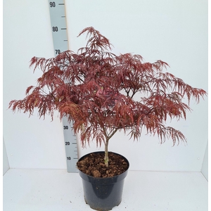 Acer palmatum Garnet