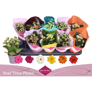 KAL GE PERF GEM 6 KL