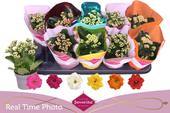 <h4>KAL GE PERF GEM 6 KL</h4>