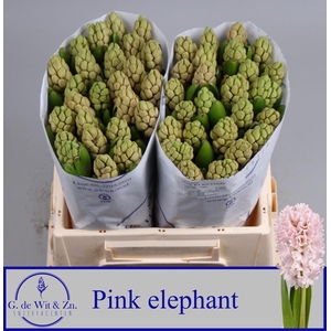HYAC PINK ELEPHANT