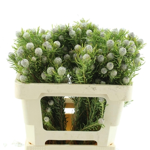 Leucad Ayoba Jade Pearl Spray