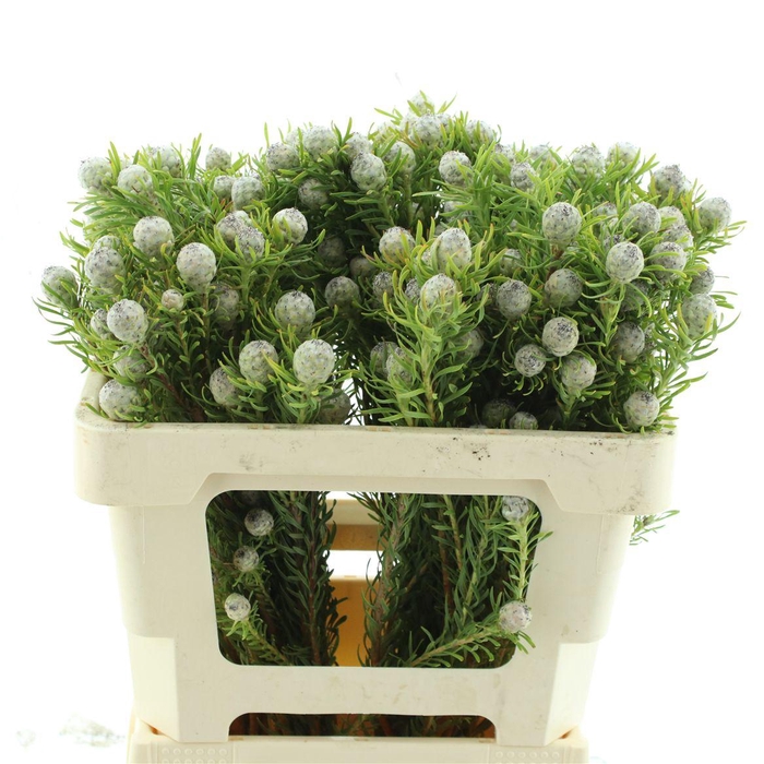 <h4>Leucad Ayoba Jade Pearl Spray</h4>