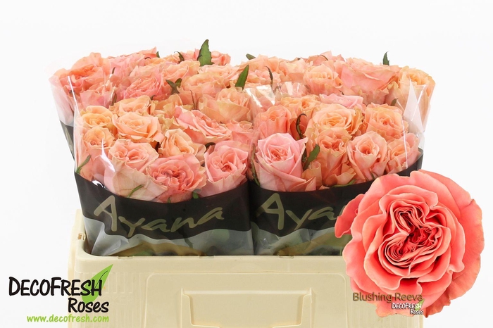 <h4>R Gr Blushing Reeva</h4>