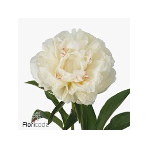 Paeonia fringed ivory